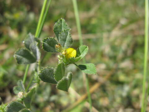 Слика од Medicago truncatula Gaertn.