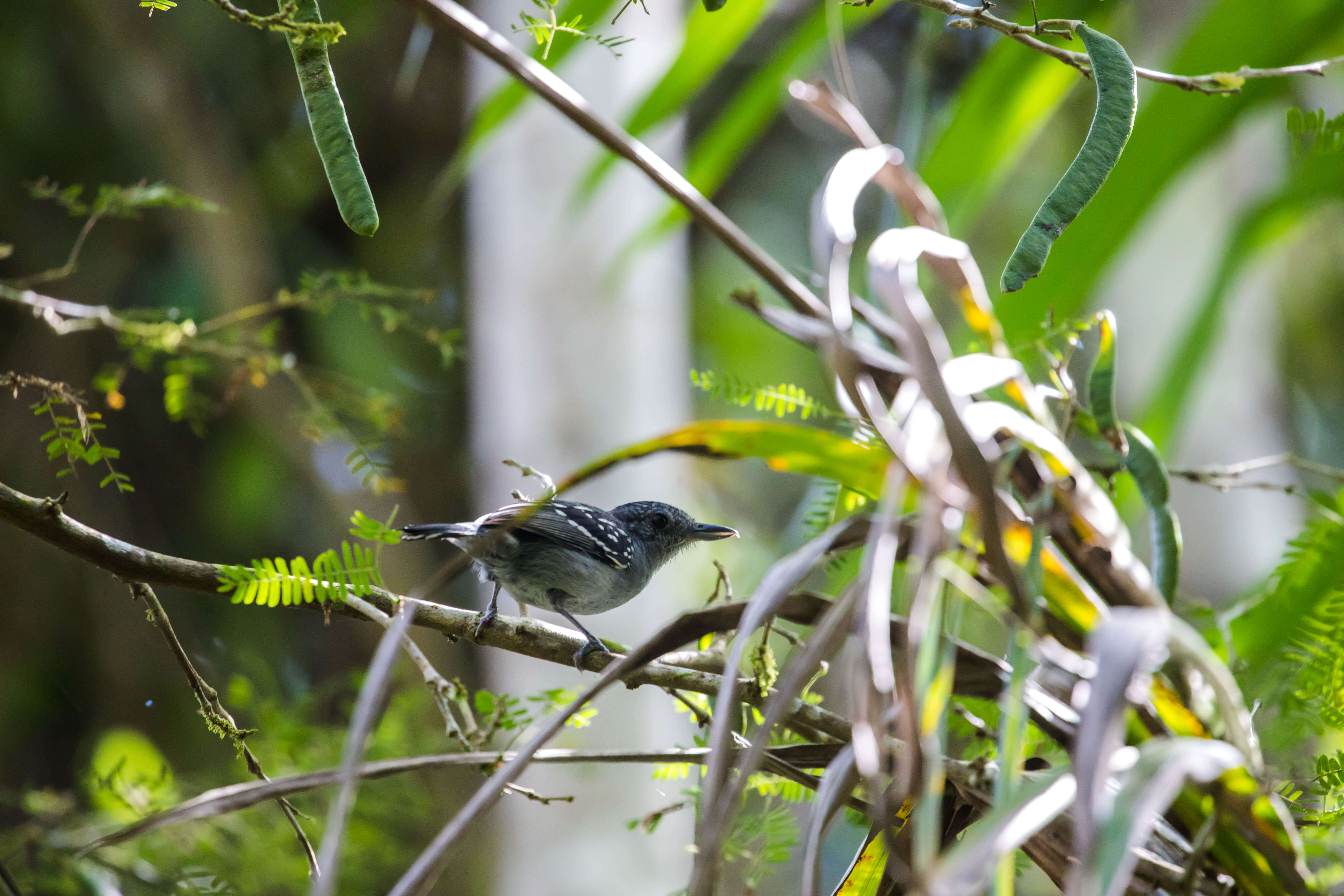 Image of Black-crowned Antshrike