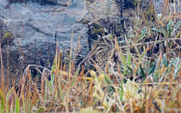 Image of Andean Snipe