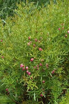 Image of Kalgan Boronia