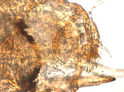 Image of Chironominae