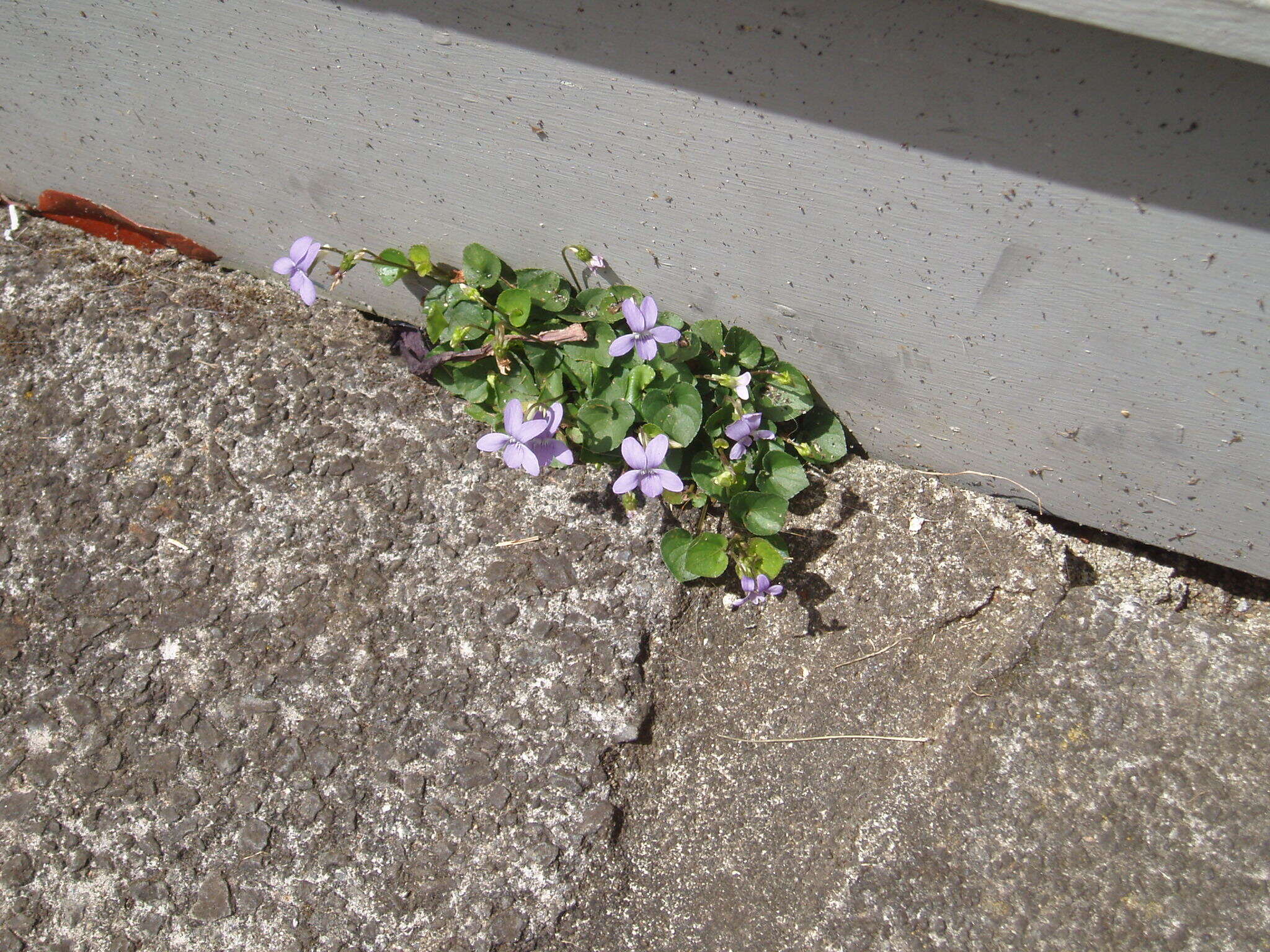 Image of common dog-violet