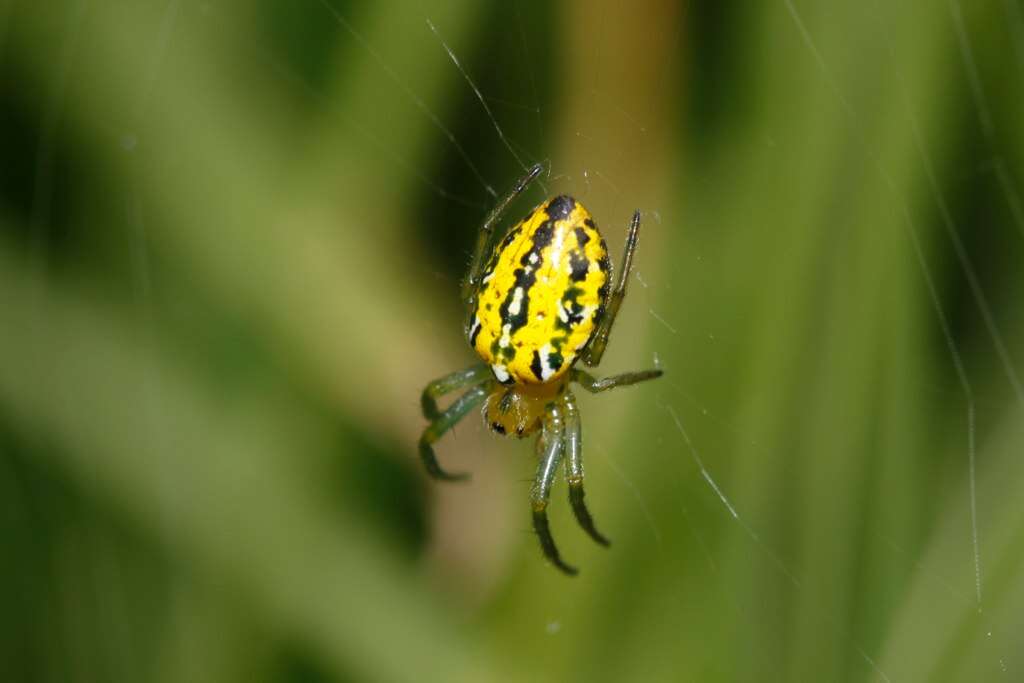 Image of Alpaida variabilis (Keyserling 1864)