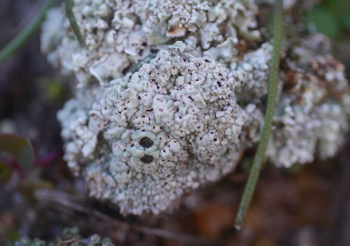 Image of Cow pie lichen