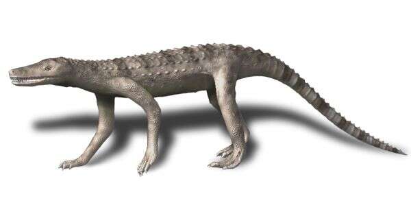 Image of Dibothrosuchus