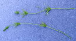 Image of Baltic Stonewort