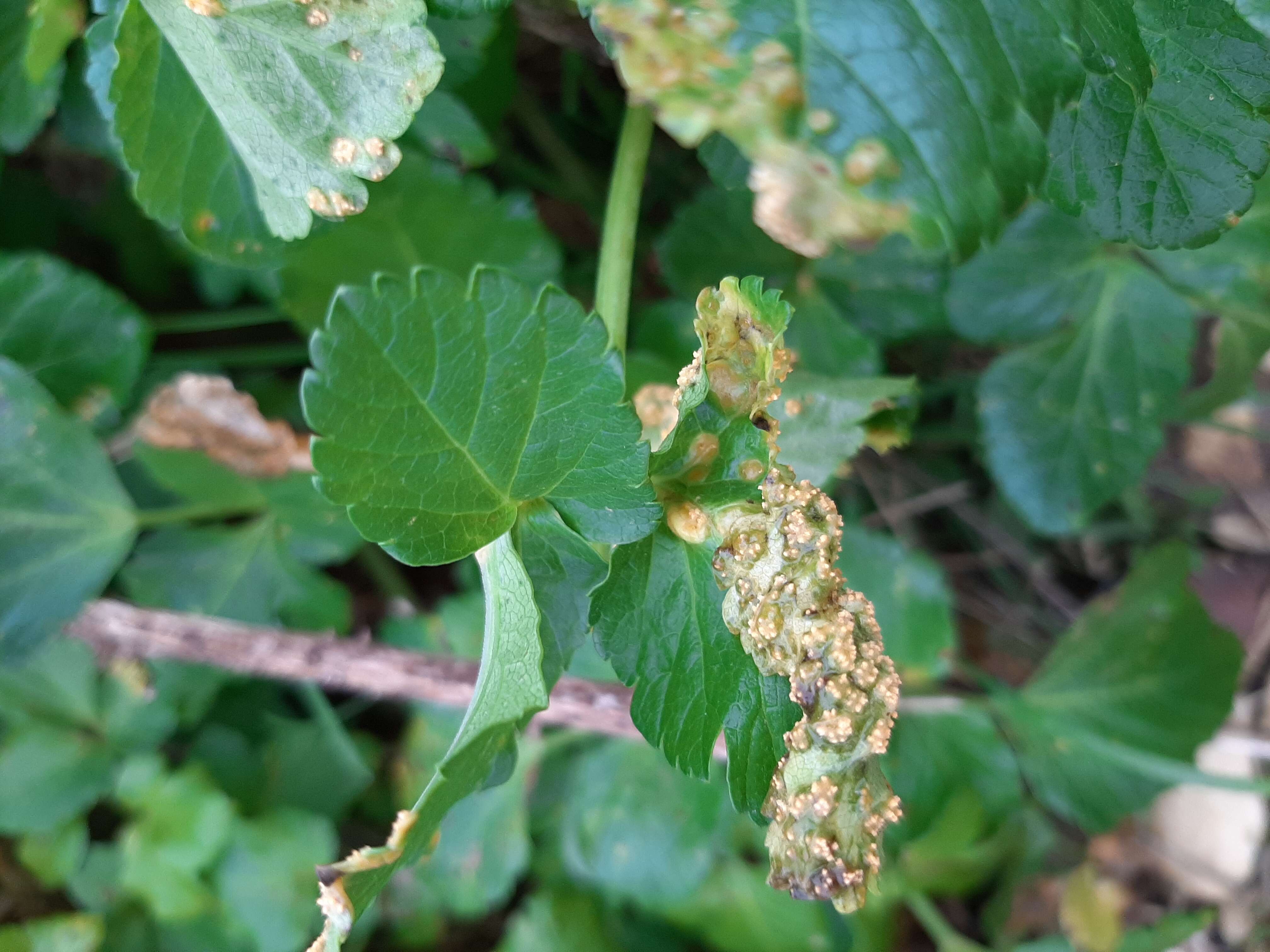 Imagem de Puccinia smyrnii Biv. 1816