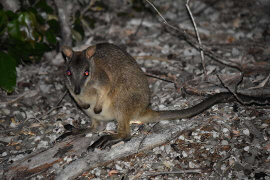 Image of Unadorned Rock Wallaby