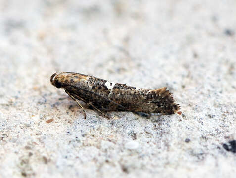 Image de Acrolepiopsis assectella