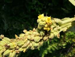 Image of Great Mullein