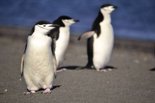 Image of Chinstrap Penguin