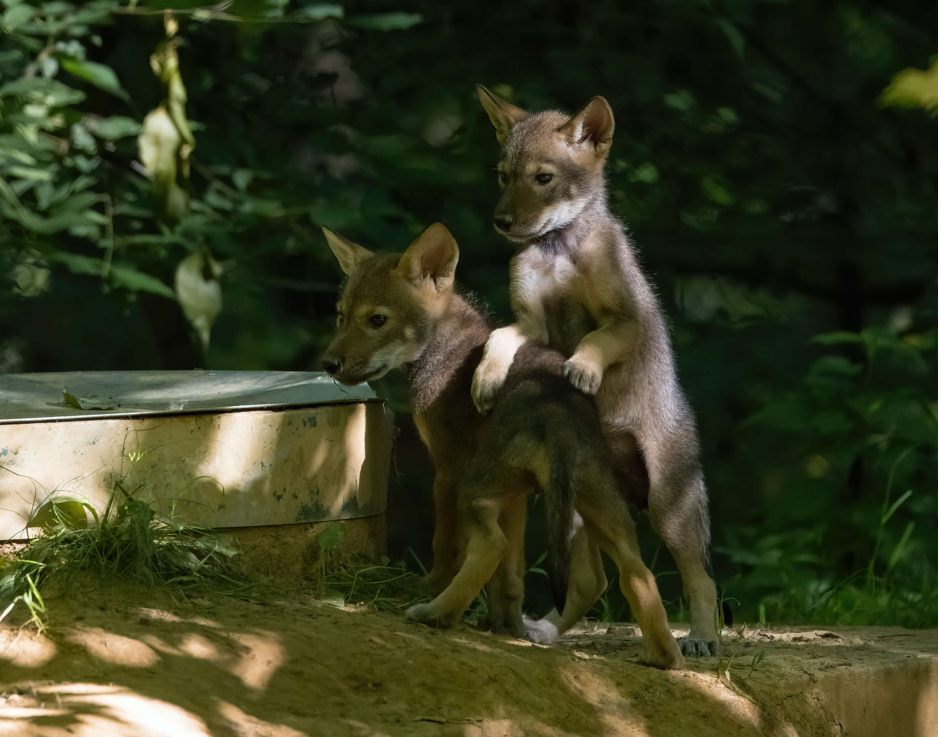 Image of Red wolf