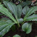 Anthurium ernestii Engl. resmi