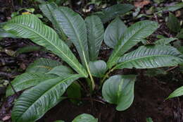 Anthurium ernestii Engl. resmi