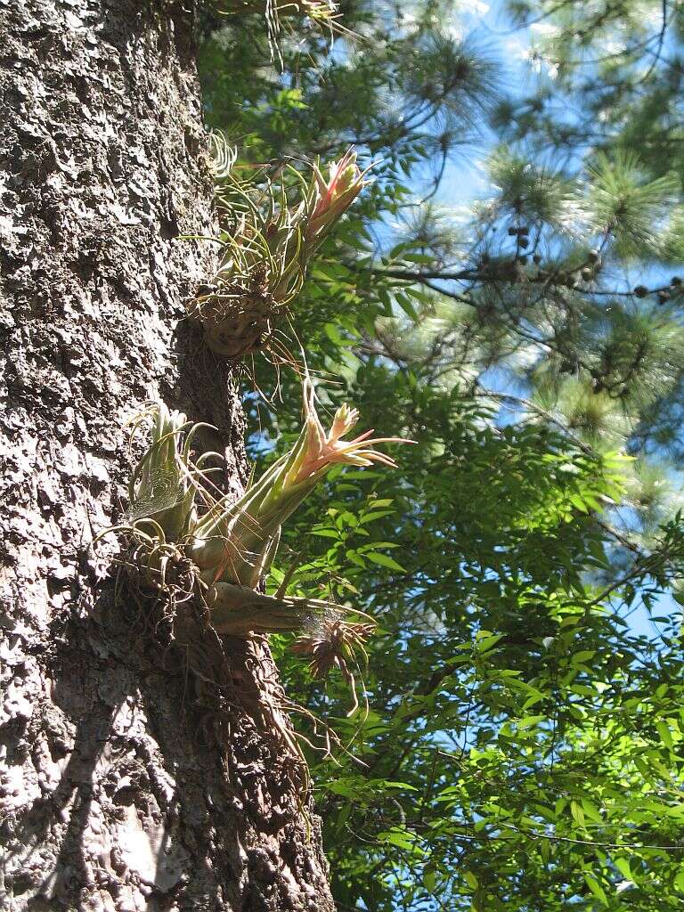 Imagem de Tillandsia seleriana Mez