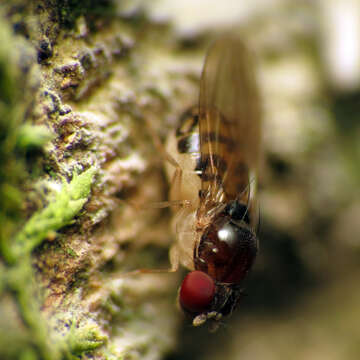 Image of Mycodrosophila claytonae Wheeler & Takada 1963