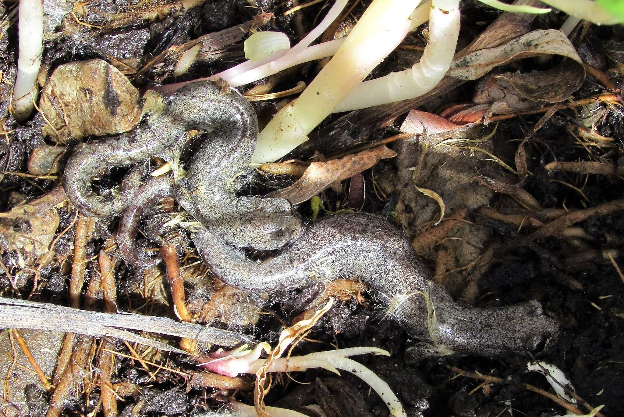 Image of Inyo Mountains Salamander