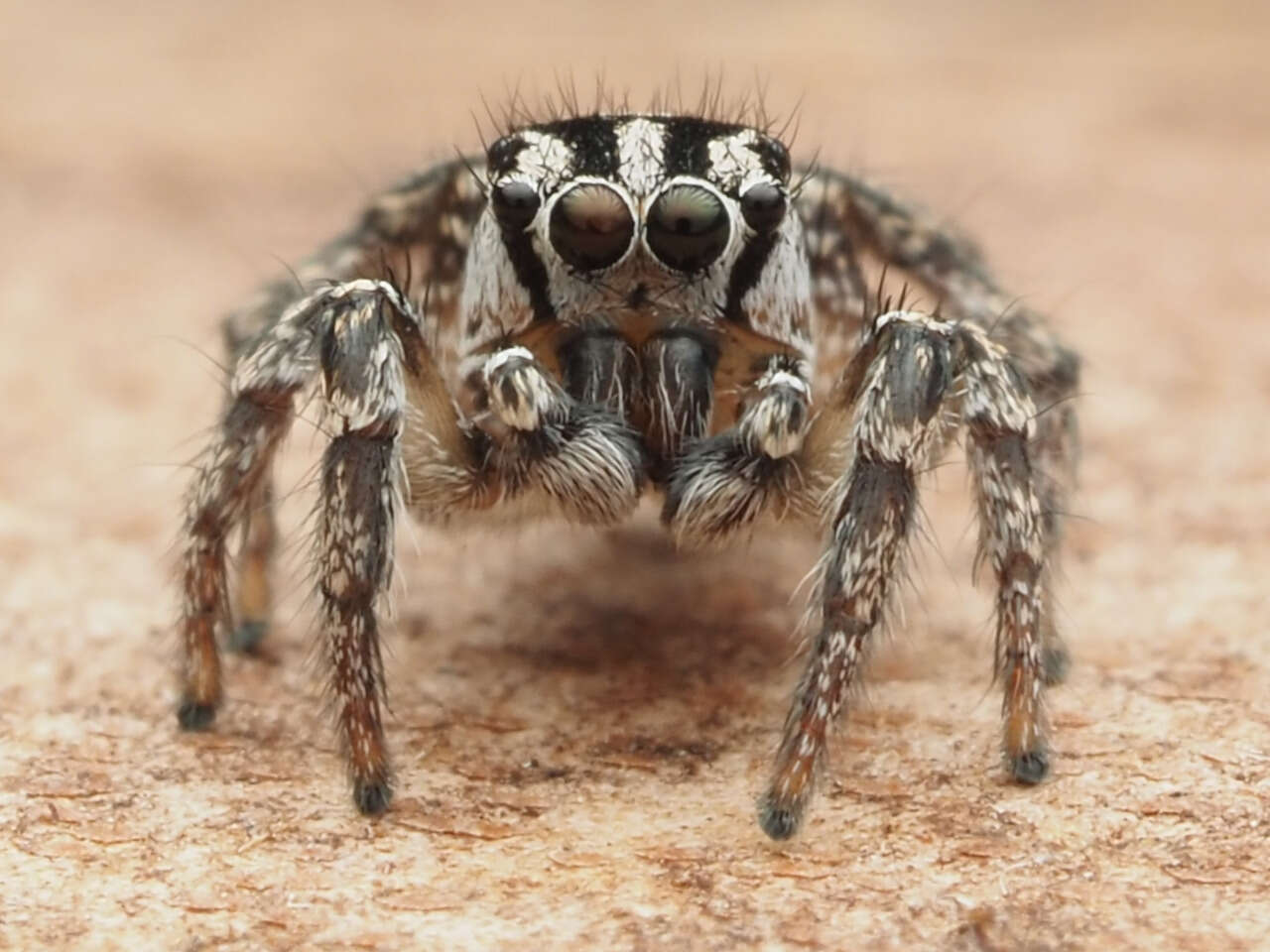 صورة Habronattus trimaculatus Bryant 1945