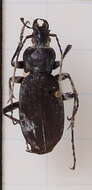 Image of Carabus (Macrothorax) planatus Chaudoir 1843