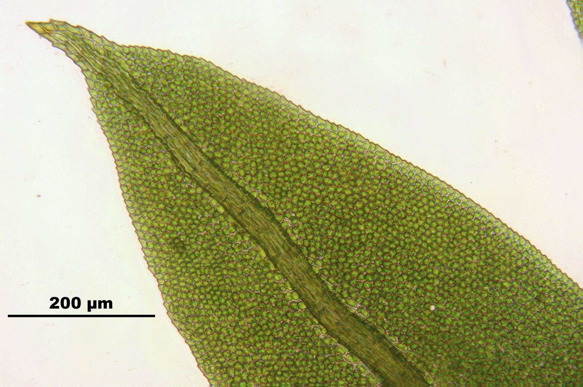 Image of fissidens moss