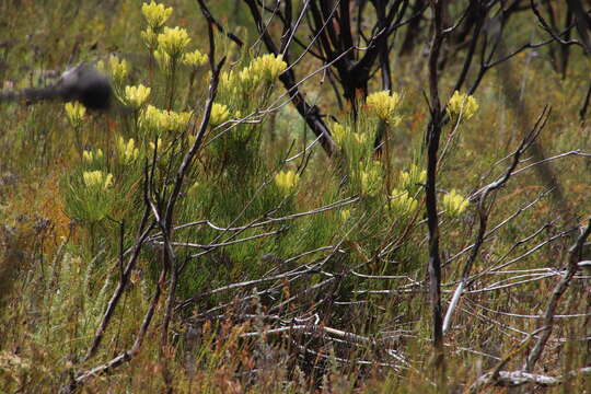 Image of Aulax pallasia Stapf