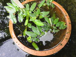 Image of Drifting Sword Plant