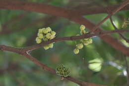 Слика од Memecylon umbellatum Burm. fil.