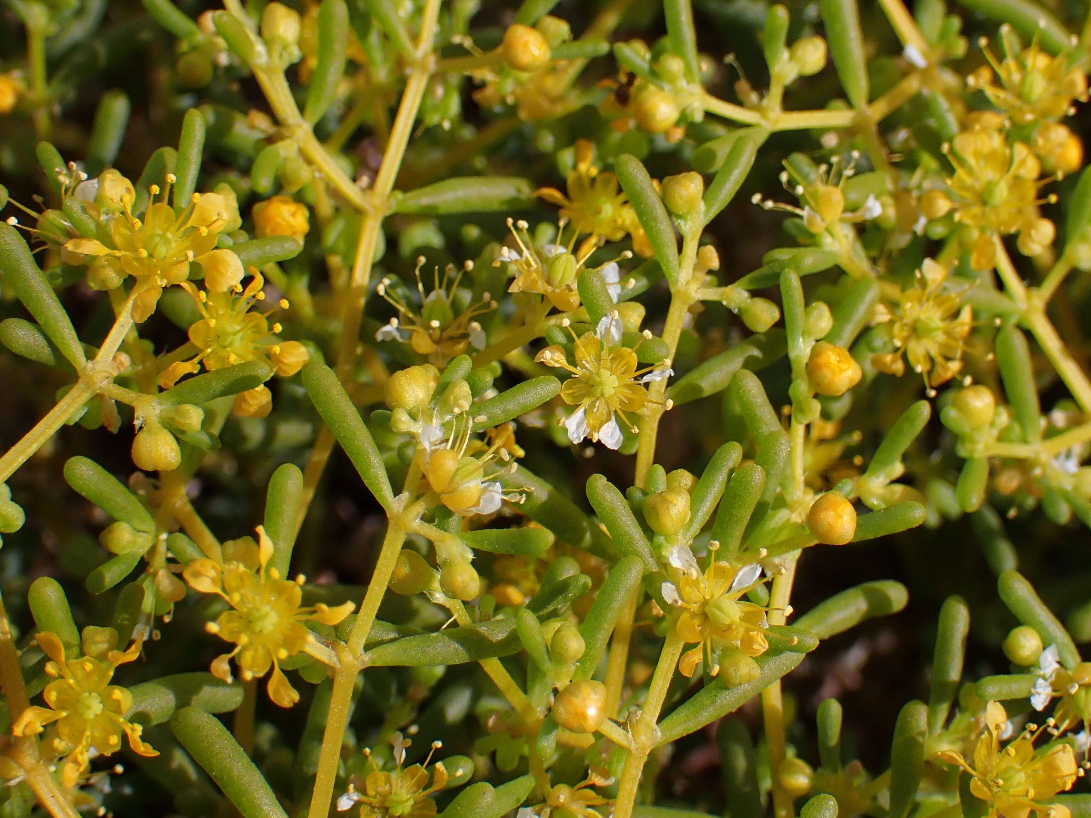 Image of Tetraena simplex (L.) Beier & Thulin
