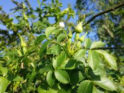 Image of dog rose