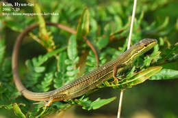 Image of Mountain grass lizard