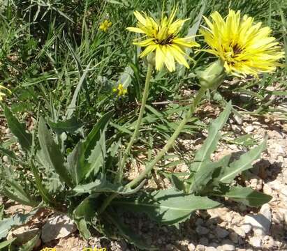 Scorzonera libanotica Boiss. resmi