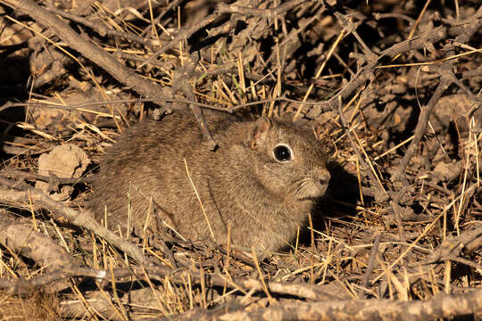 Image of Microcavia H. Gervais & Ameghino 1880