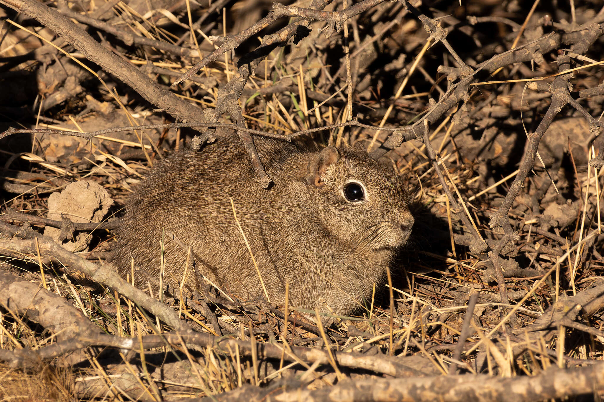 Image of Southern Mountain Cavy