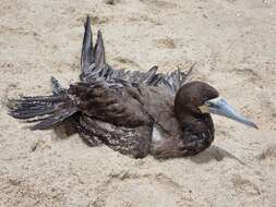 Image of Brown Booby