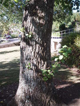 Image of eastern cottonwood