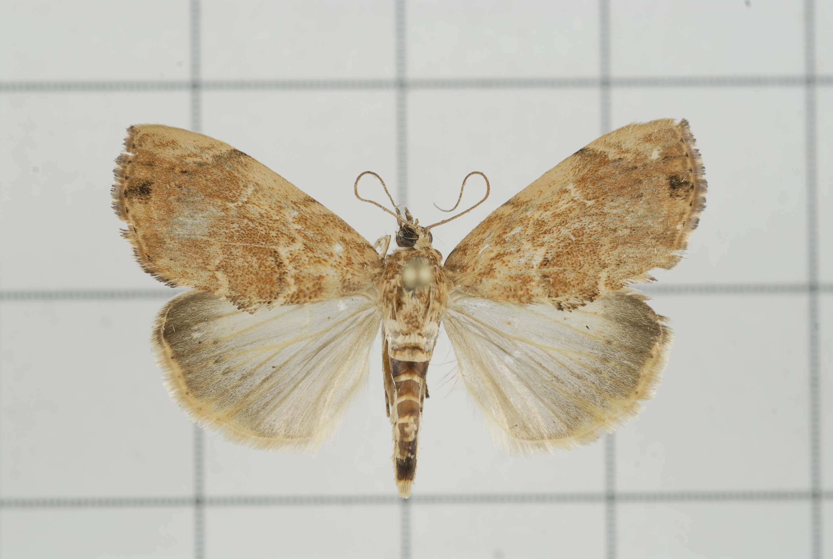 Image de Crocidolomia subhirsutalis Schaus 1927