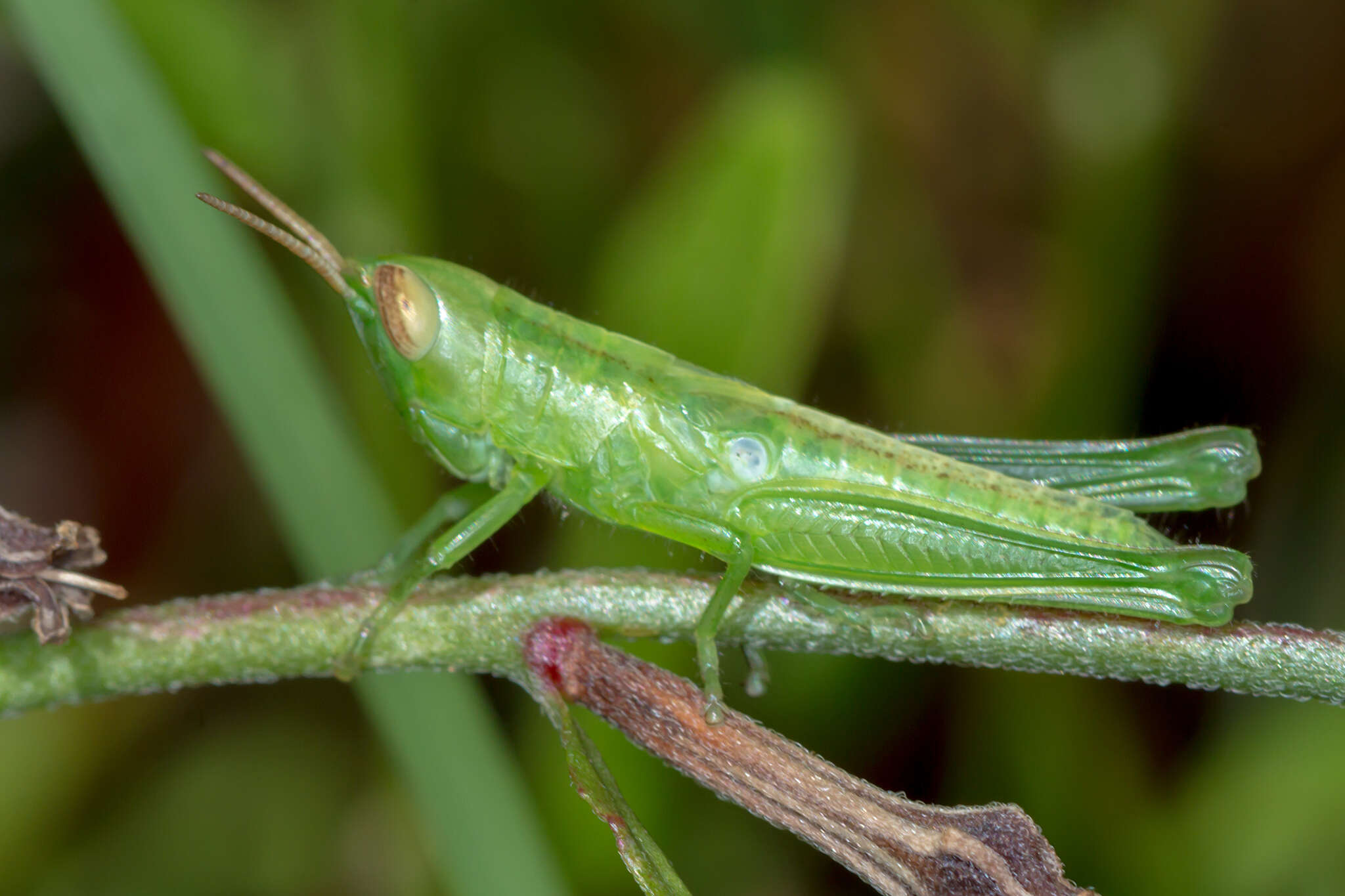 Image of Bermius brachycerus Stål 1878