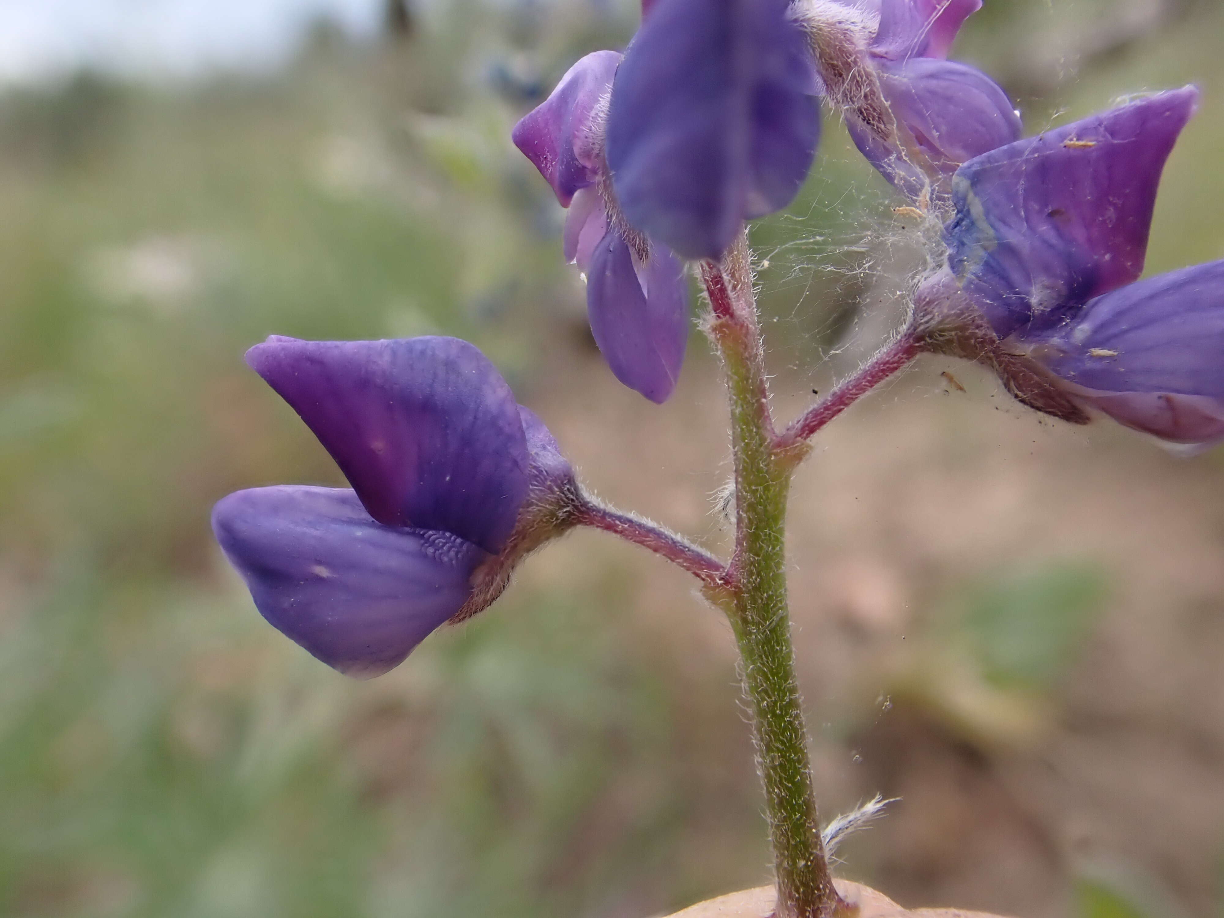 Image of big-leaved lupine