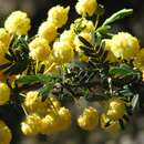 Acacia nigricans (Labill.) R. Br. resmi