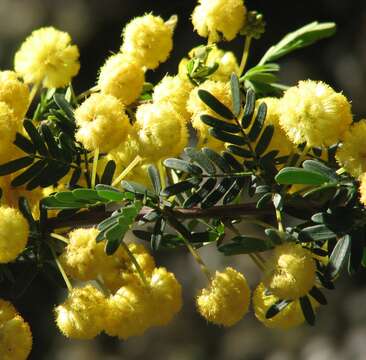 Image of Acacia nigricans (Labill.) R. Br.