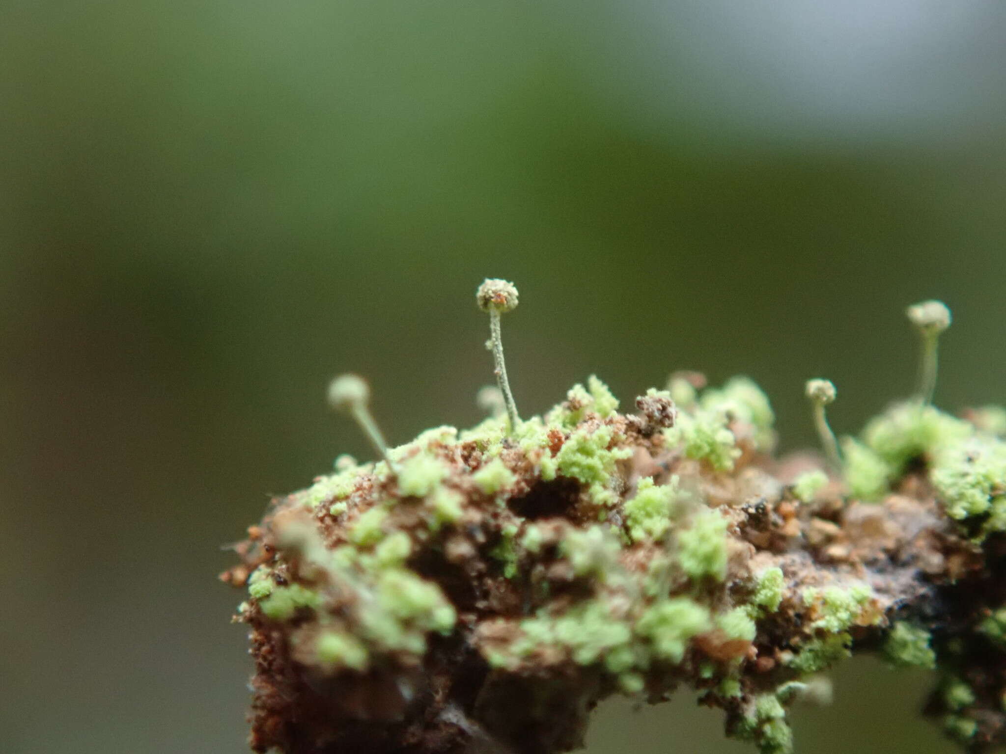 Image of needle lichen