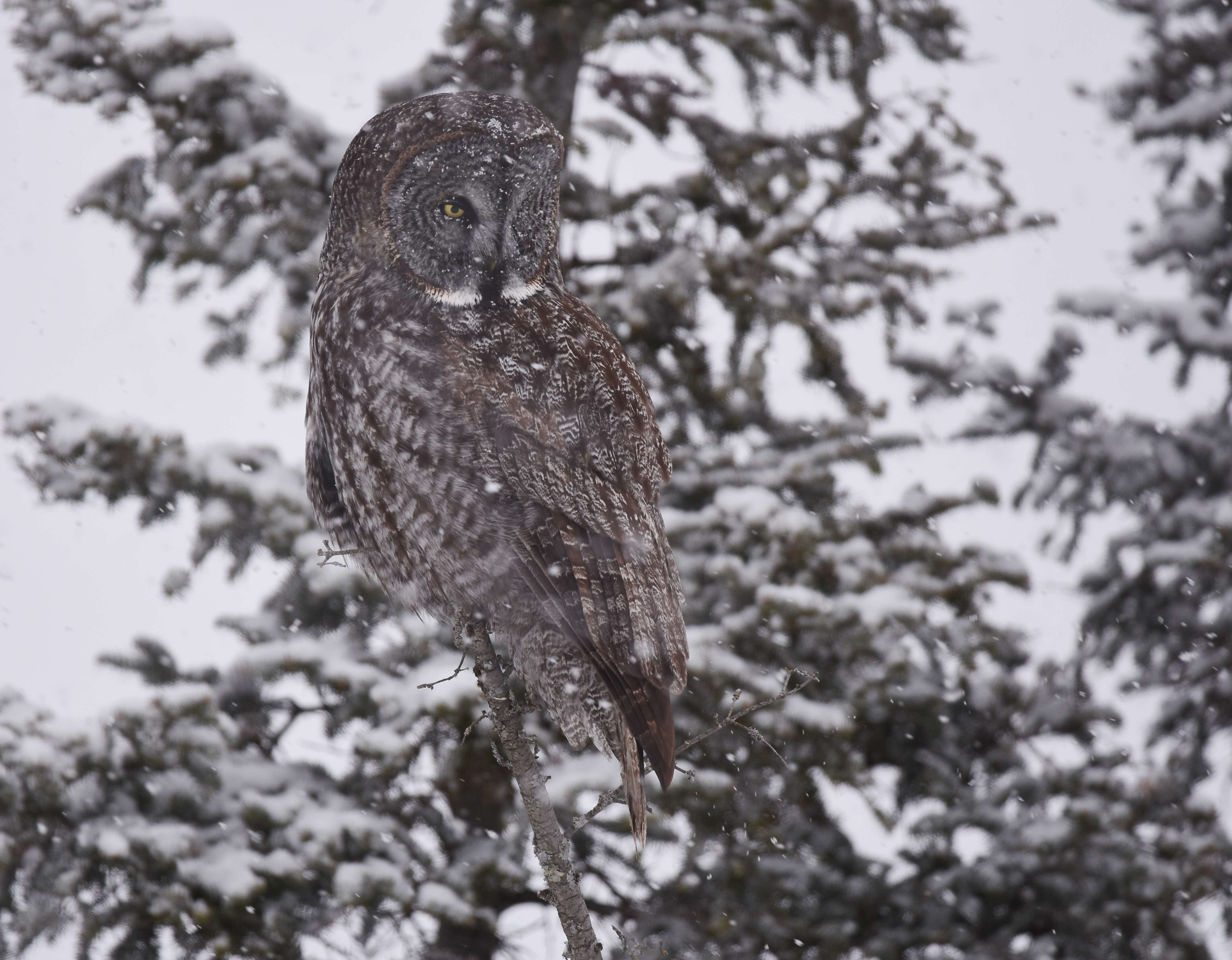 Image of Great Gray Owl