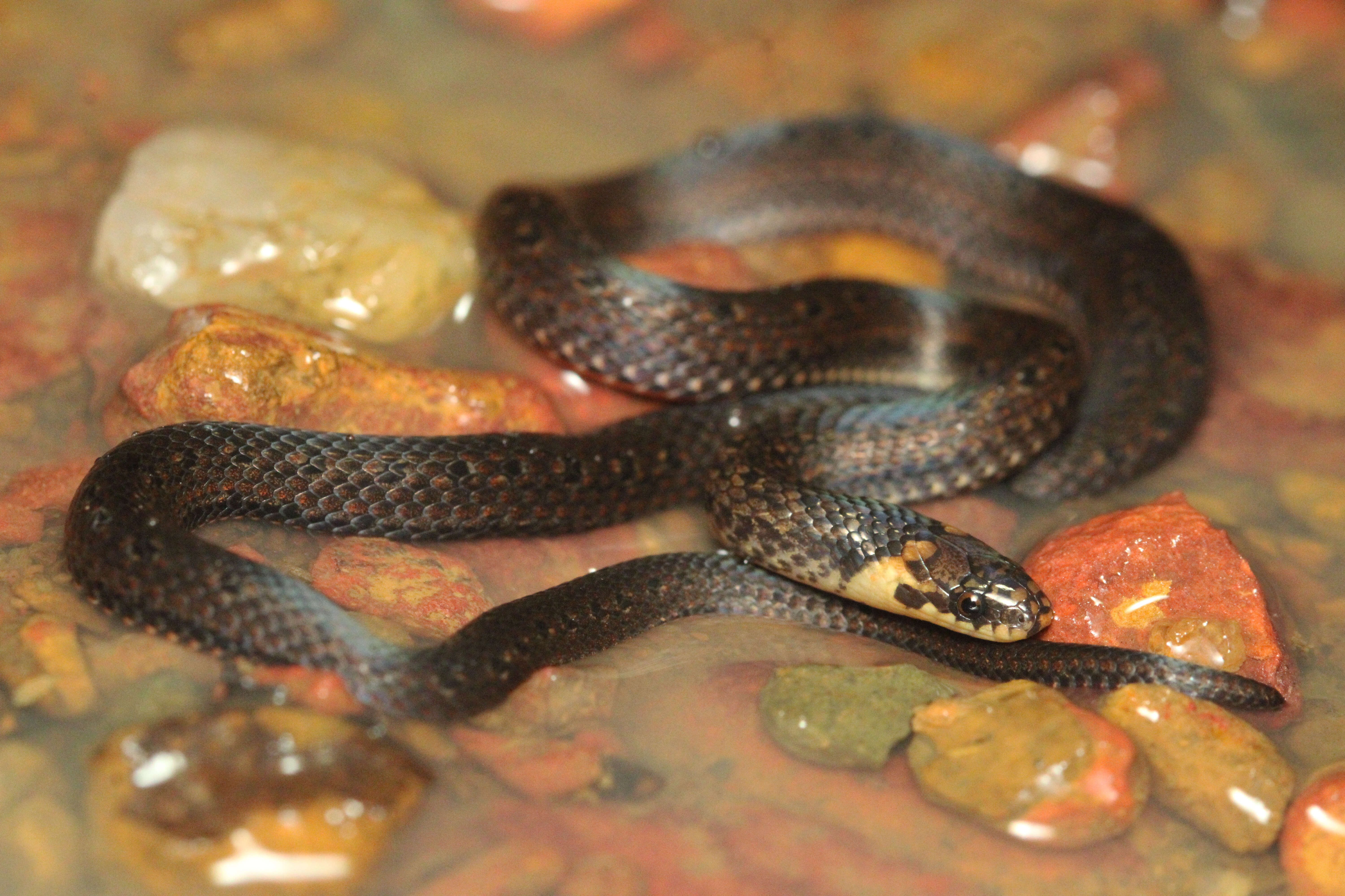 Image of Zidok's Ground Snake