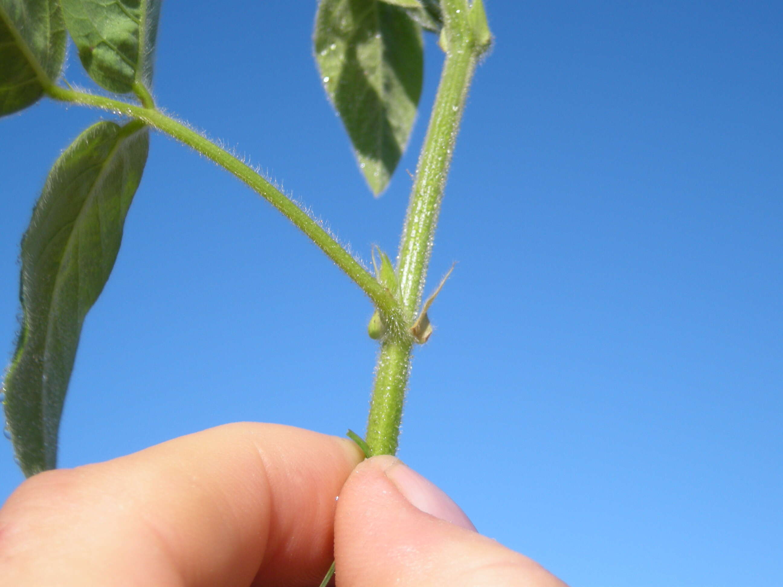 Image of Desmodium varians (Labill.) G. Don