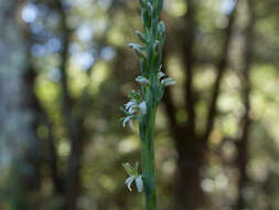 Image of elegant piperia