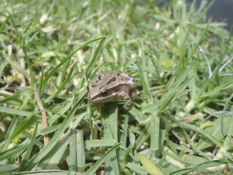 Image of Madrean Treefrog