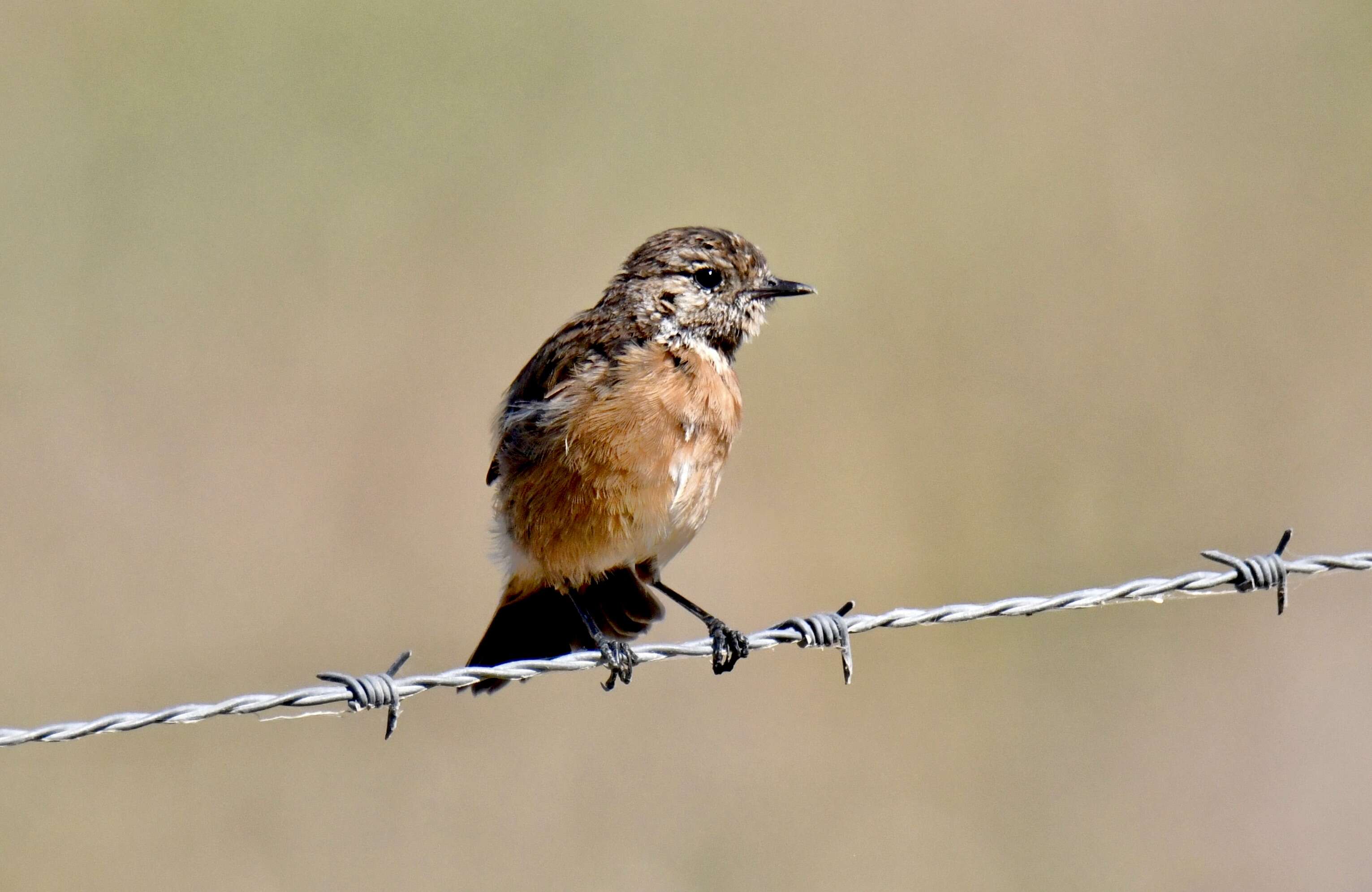 Image of African Stonechat