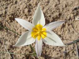 Image de Tulipa biflora Pall.