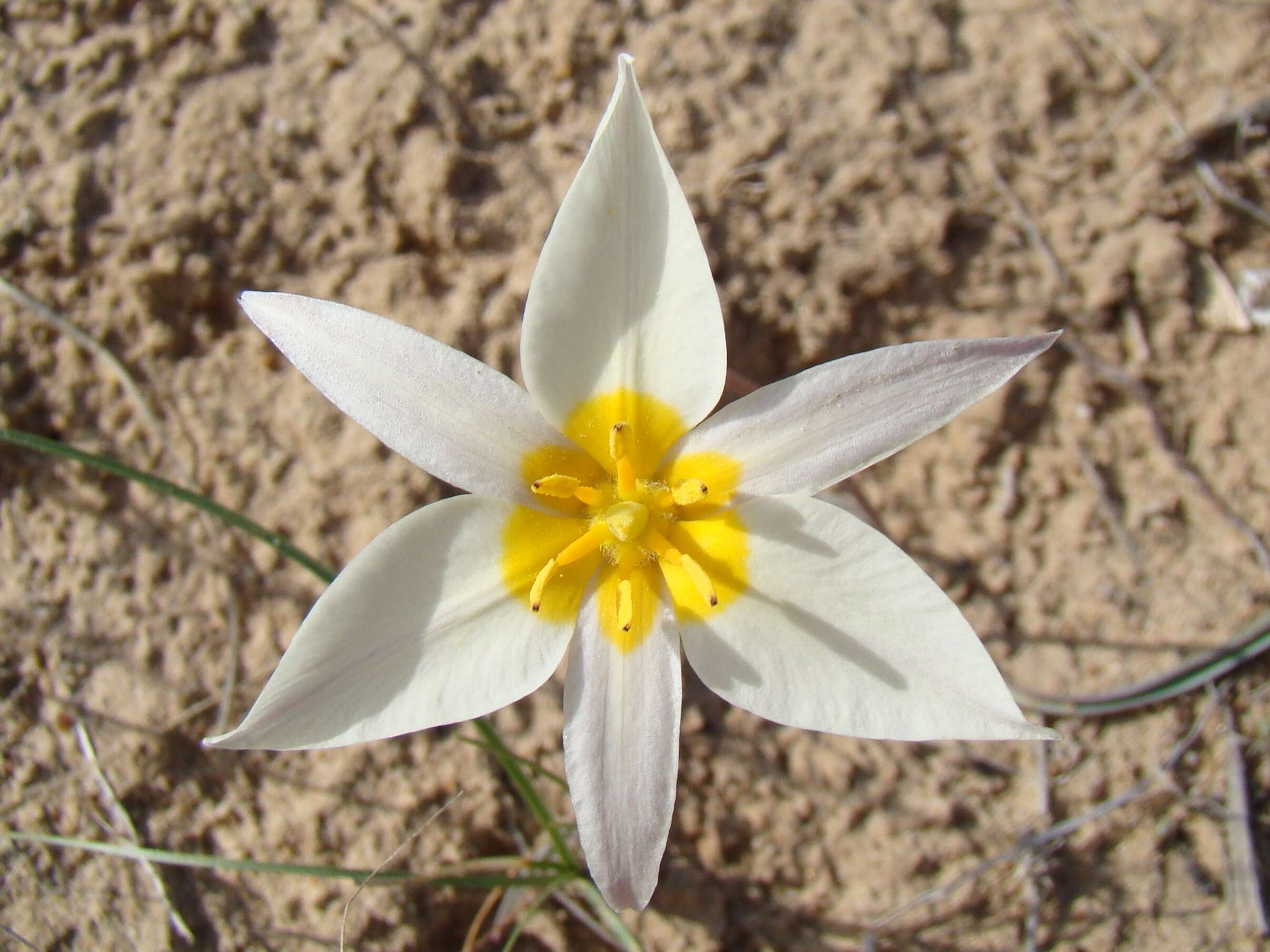 Image de Tulipa biflora Pall.