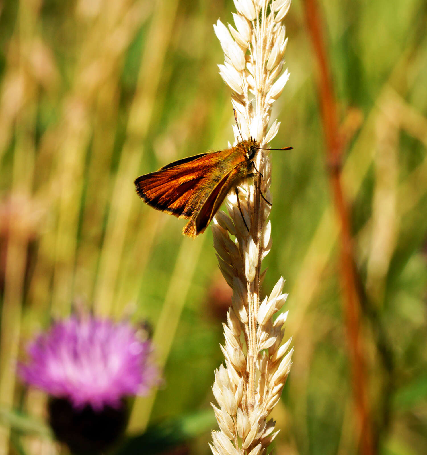 Image of small skipper